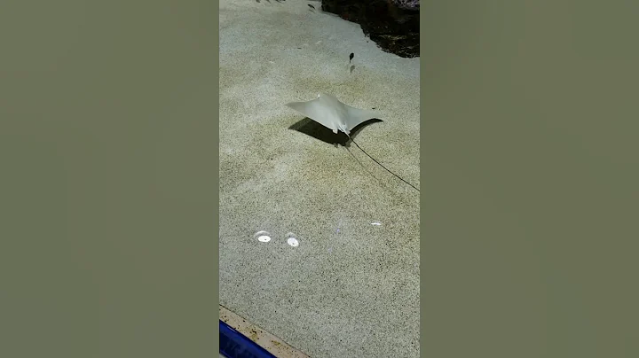 Biloxi Mississippi  Aquarium.
