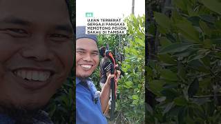 Memotong kayu keras yang ada di tambak dengan gergaji potong ranting #shorts