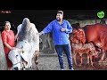 Gir cow milk in hyderabad  cow farming  desi cow ghee goudhaara farms  street byte  silly monks