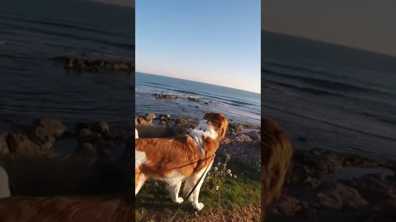 Fluffy Dog Walking on the Beach in Spain 🇪🇸
