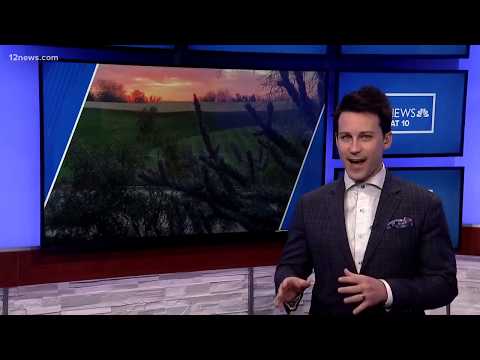 Verify: Can a 'jumping' cholla cactus kill you?