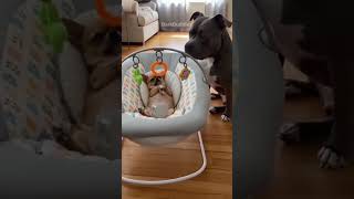 Chihuahua Acts Like Baby 😂 #dog #funnyanimals #pets #funnydogs #shortsfeed #viralshort