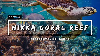 Fishes in Hikkaduwa Coral Reef, Sri Lanka (2020) VIDEO #7