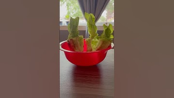 How to have endless lettuce HACK