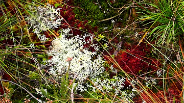 Are bogs manmade?