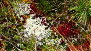 Chapter 1  What is a Bog and Why Should We Conserve it?