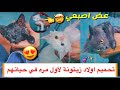 تحميم القطط الصغيره اولاد زيتونة لاول مره 😍❤️ / Mohamed Vlog