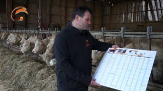 Présentation d'un élevage charolais