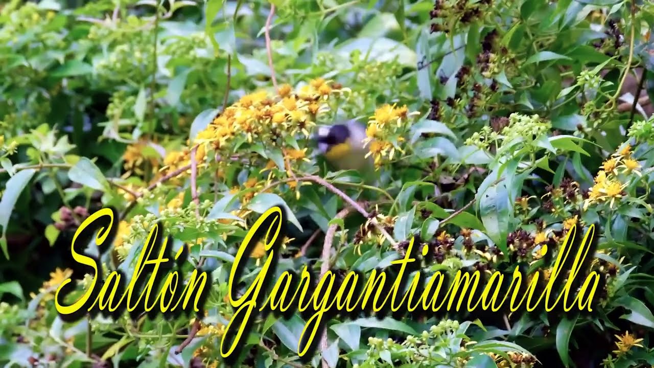 SALTON GARGANTIAMARILLA  ··  LAS MÁS BELLAS AVES DE COSTA RICA