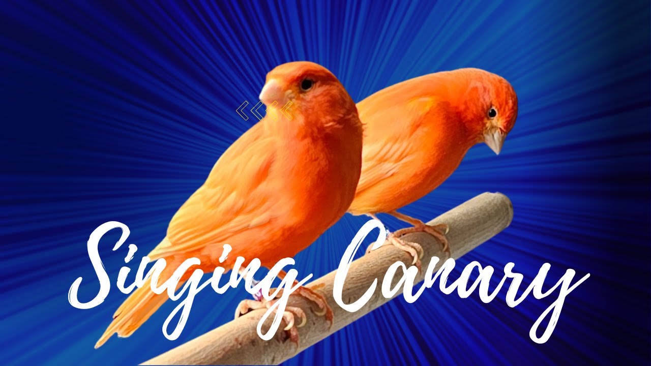 View of Singing canary | practice mode | teaching | relaxing sound - YouTube
