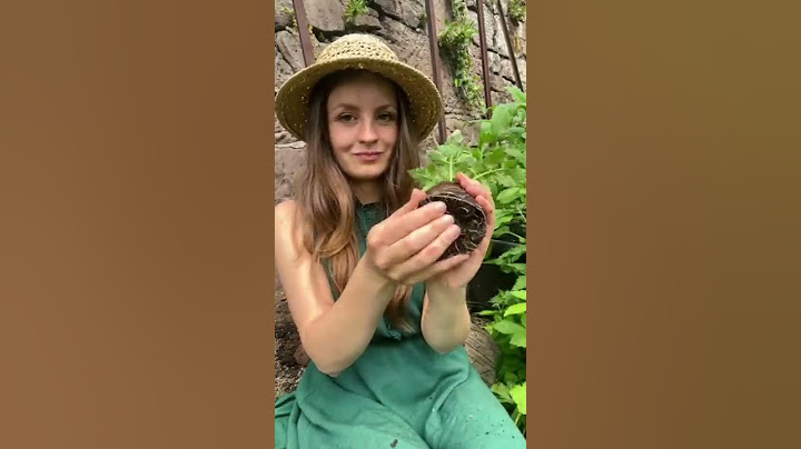 Tomaten richtig pflanzen 🌱 🍅