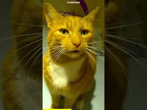 Arab Habibi cat