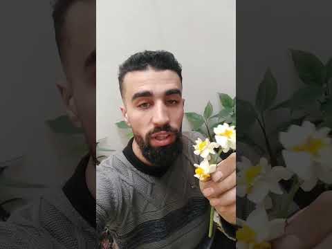 كم تدوم رائحة النرجس زراعة أفكار زراعية زراعة منزلية