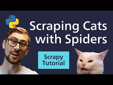 Python Scrapy Tutorial - Cats & Spiders? Web Scraping Reddit with Scrapy [2020]