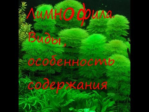 Лимнофила Виды, особенности содержания
