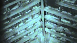 Natterers bats circling in a  loft prior to emergence - North Yorkshire