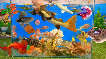Video tổng hợp cá cảnh đẹp, động vật dễ thương, cá trê amazon, bạch tuộc cute, cá vàng, tôm xanh