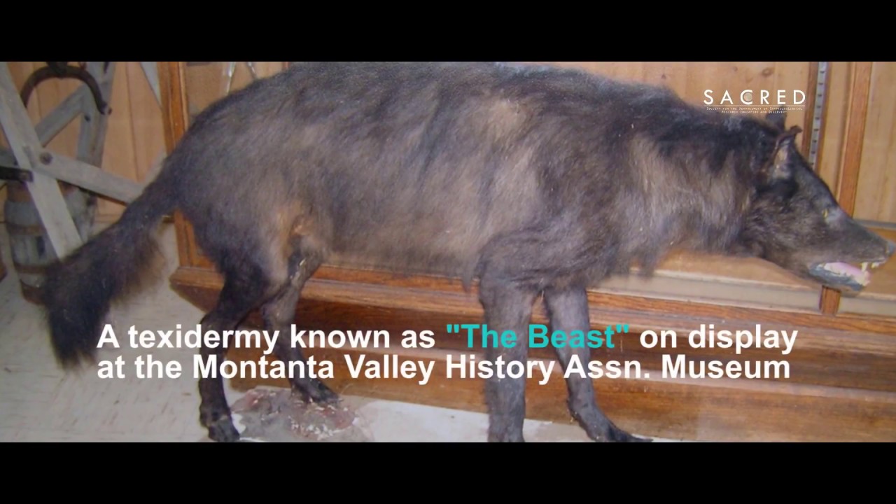 Mysterious Wolf Like Creature Shot In Montana May 16 2018