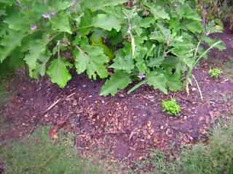MY GARDEN - TOMATO, CUCUMBER & ZUCCHINI - YouTube MY GARDEN - TOMATO, CUCUMBER & ZUCCHINI - YouTube