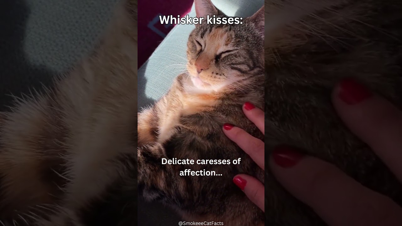 Feline Fortune Cookies: Whisker Kisses 