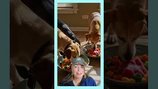 Feeding Time Happy Time Go Kibbleless