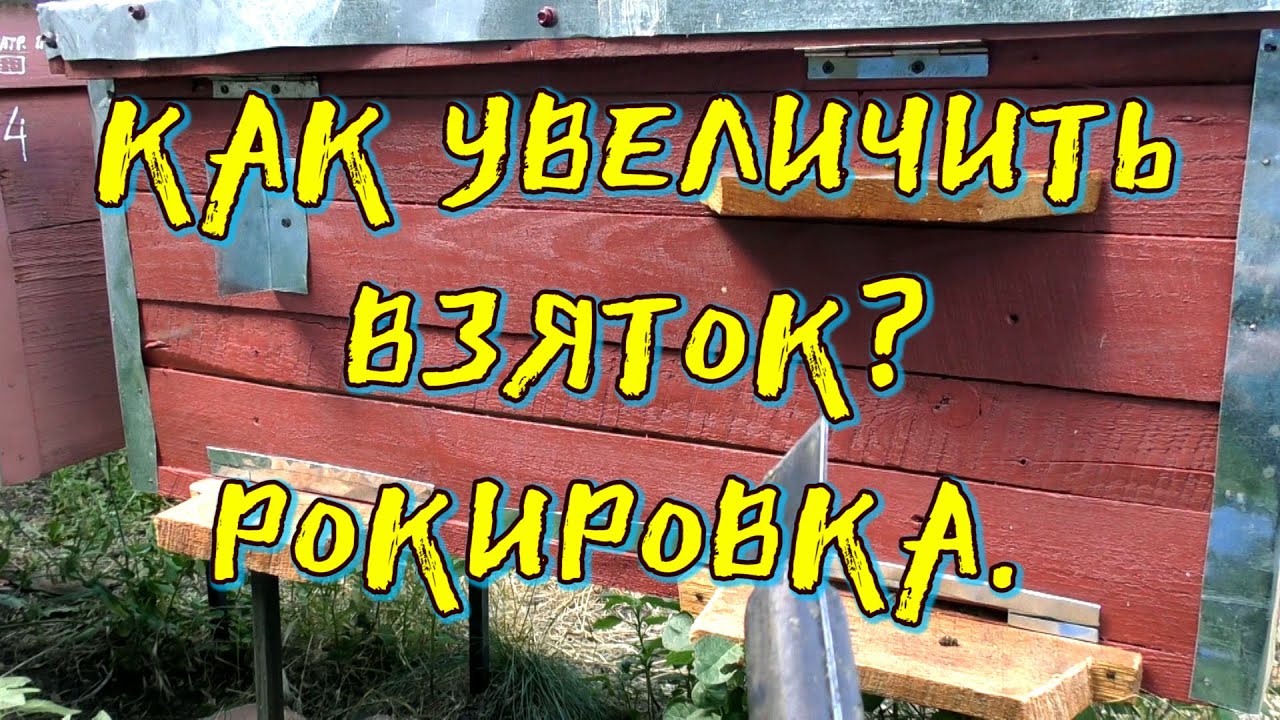 КАК УВЕЛИЧИТЬ ВЗЯТОК. РОКИРОВКА ПЕРЕД ОСНОВНЫМ МЕДОСБОРОМ.