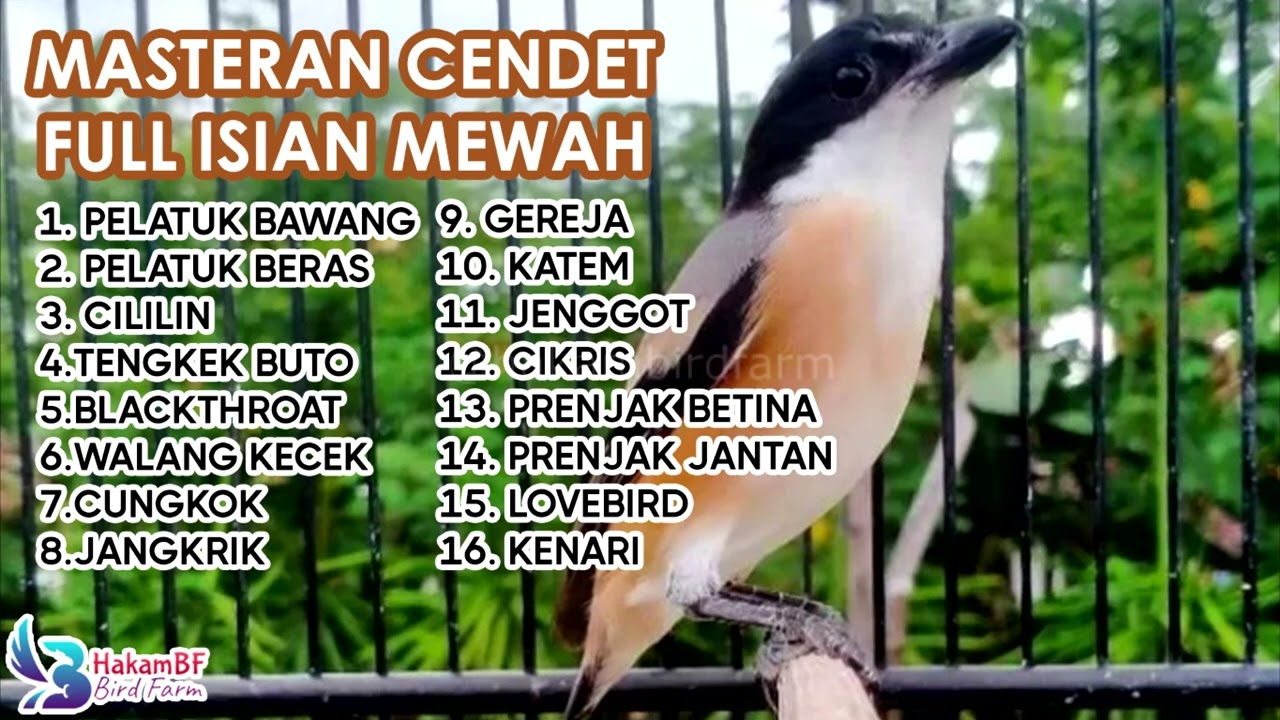 Masteran cendet full isian mewah #masterancendet