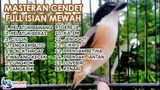 Masteran cendet full isian mewah #masterancendet