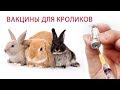 ВАКЦИНАЦИЯ КРОЛИКОВ (часть 2) \\ Какие болезни прививать и какие вакцины для кроликов выбрать