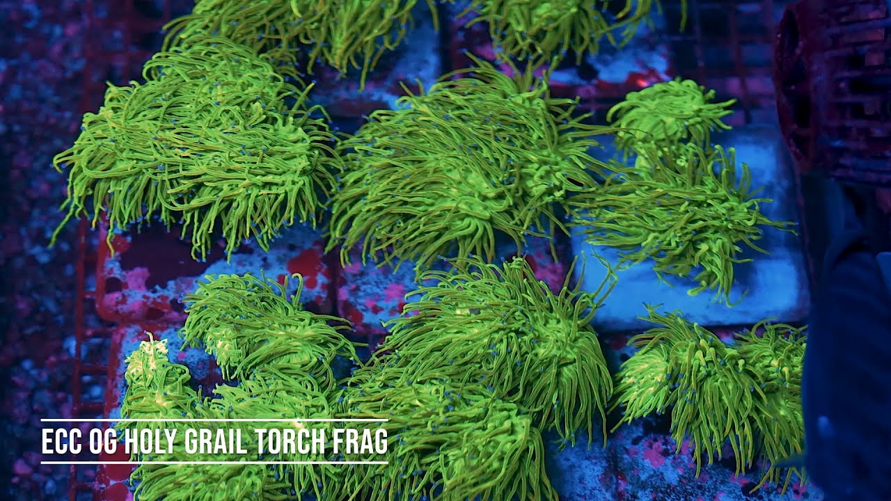 Stock Spotlight: ECC OG Holy Grail Torch Frag