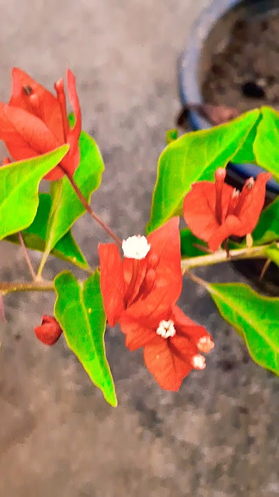 like flame colors it's flame bougainvillea #ytshorts #shorts #trending #viral #garden #plants #flame
