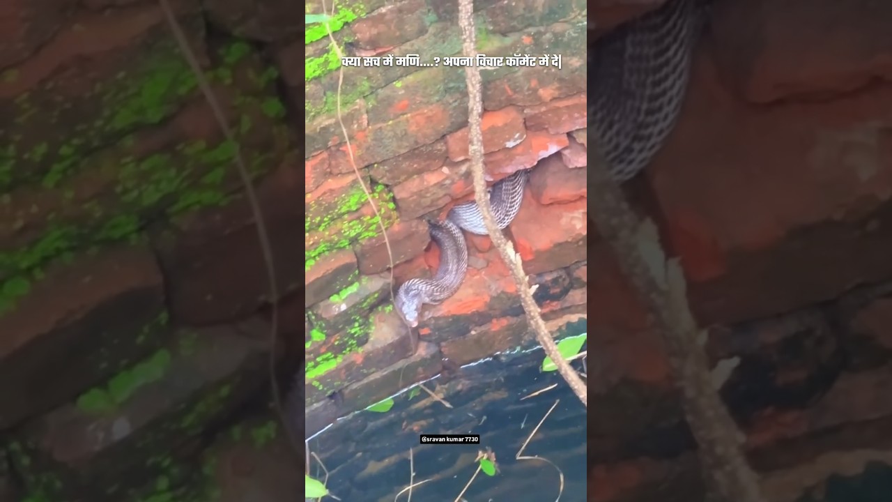 yah Daudnagar Mein Nagmani nikala hai subscribe share like Karen