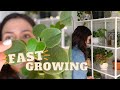 Fast Growing Indoor Plants! | My Fastest Growing Houseplants!