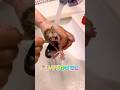 【なくなった母猫の下で生き残った子猫】水頭症で腹水でも今日を一生懸命生きてるよ!