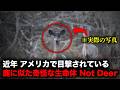 近年アメリカ各地で目撃談が急増している謎の生命体「Not Deer」(鹿にあらざるもの)【怪談】