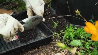 Datos Compost and Worm Farms - Arabic language version Guía