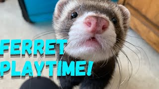 5 minutes of young ferret playtime!!!