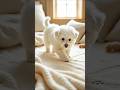 cute dog🐕 viral video | chintu dog reels | funny and cute Pomeranian | #shorts #trending