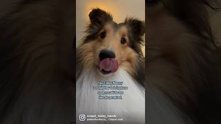 Bailey’s Shorts #shorts #shetlandsheepdog #sheltie #dogvlog #dogvlogger