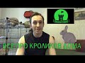 № 3.  Как ухаживать за кроликом в квартире.