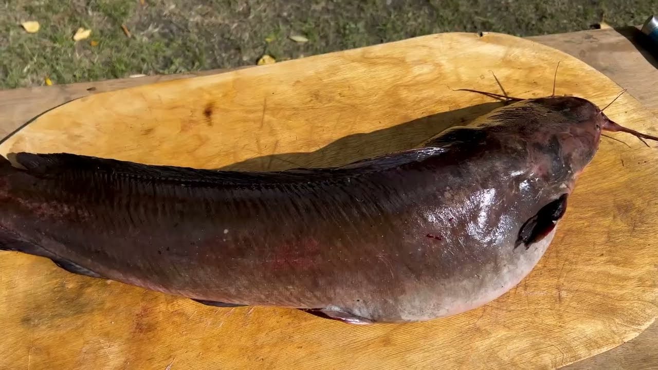 FUEGO COCINANDO UN SILURO ENORME | UNA RECETA DE PESCADO MUY ESPECIAL Y DELICIOSA