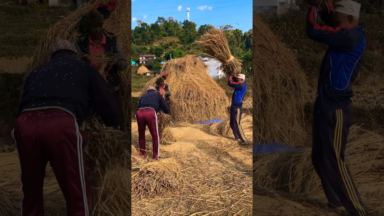 नेपालको ग्रामीण इलाकामा धान र पराल अलग गर्ने परम्परागत तरिका @razvision2 