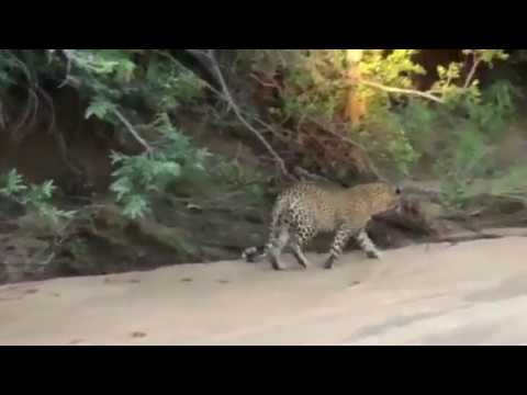 Male leopard tries to reclaim kill from hyena