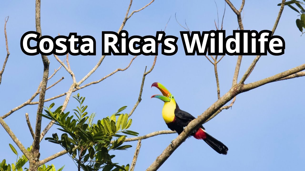 De Verborgen Wildlife Schatten Van Costa Rica - MUST SEE!