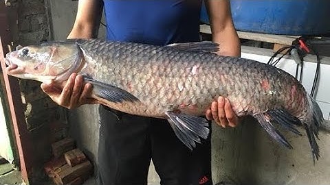 Bán cá trắm đen KHỦNG biếu tết, chuẩn xịn, giá tốt nhất