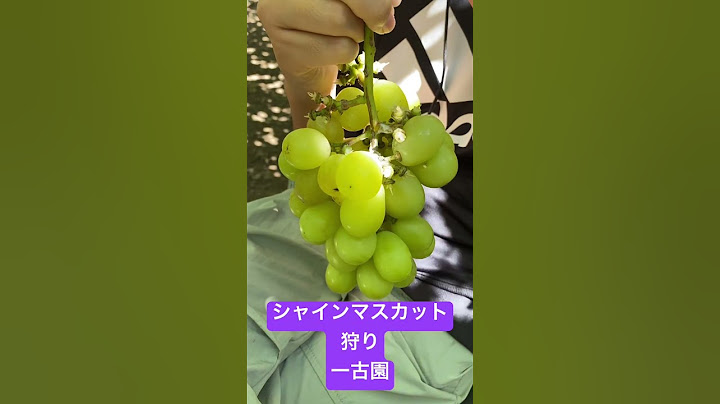 寿司食べたいけど、山梨県　一古園でシャインマスカット狩りしてたらふく食べてみた！