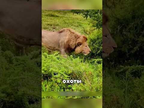 Тигр напал на медведя из засады 😈🐅⚡️