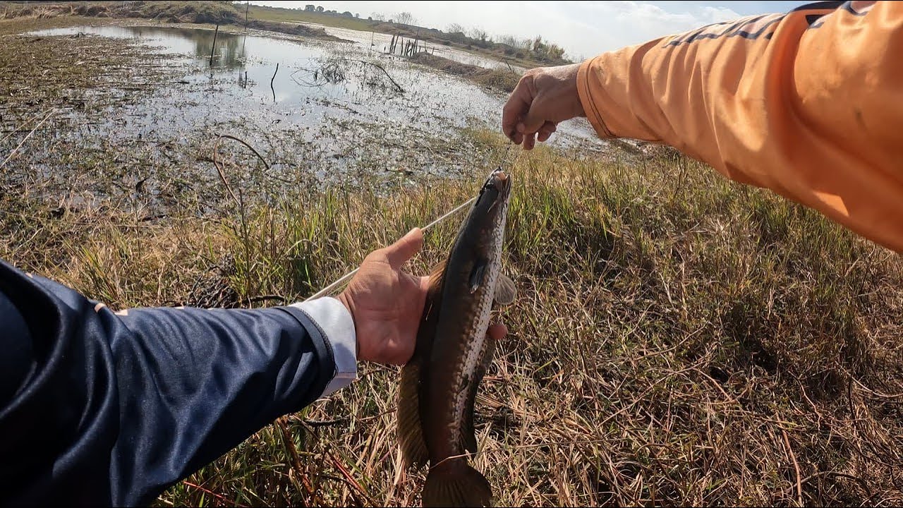 ប្រឡងកំពុងល្បី អ្នកបបក់ត្រីច្រើនមកពីគ្រប់ទិសទី 
