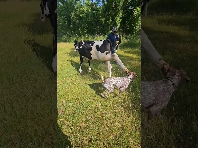 Cow kicks my dog in the head!!!!!! class=