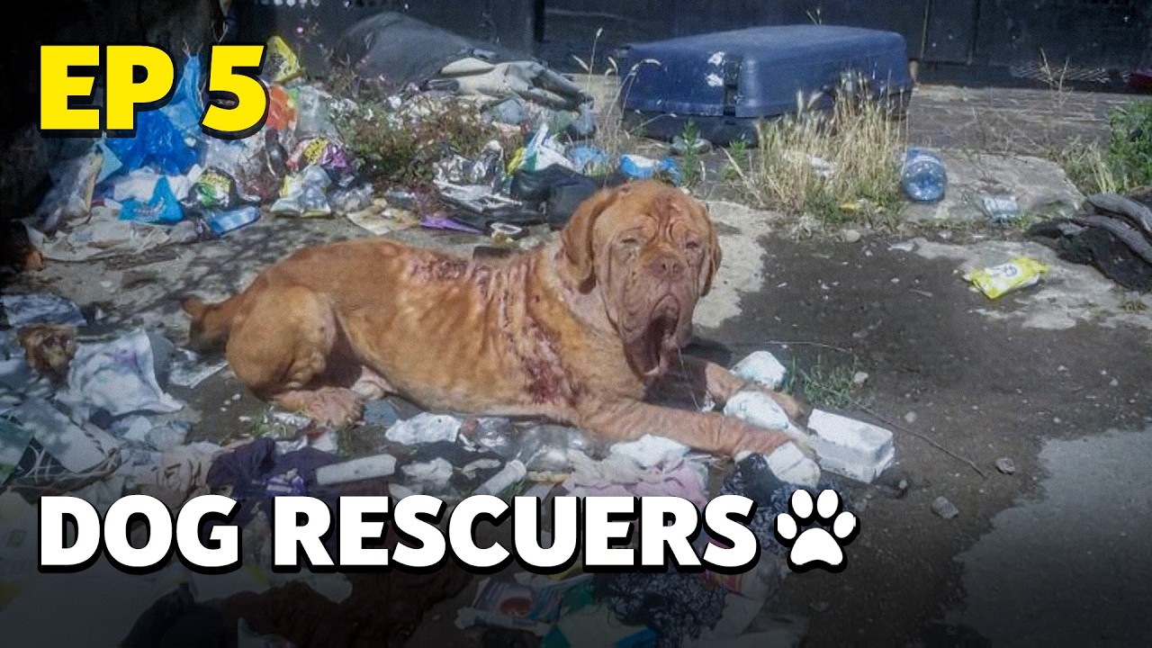 The Dog Rescuers: Episode 5 - Dumped & Abandoned - Animal Documentary